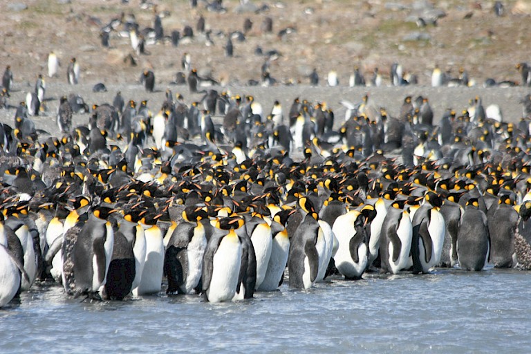 Koningspinguïns op Gold Harbour, Sout Georgia.