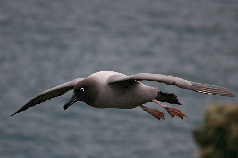 Roetkopalbatros bij Elsehul, South Georgia.