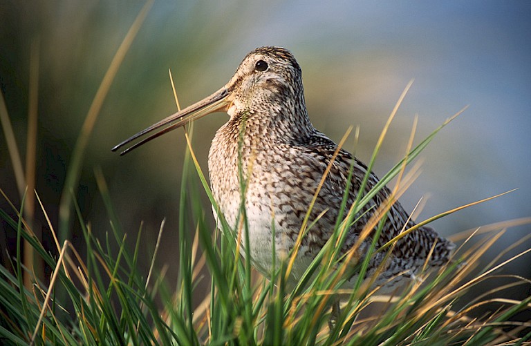 Falklandsnip op Sea Lion.