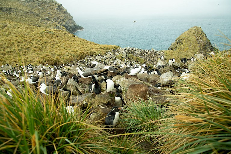 Wenkbrauwalbatros- en Rotspinguïnkolonie op New Island (Falklandeilanden).