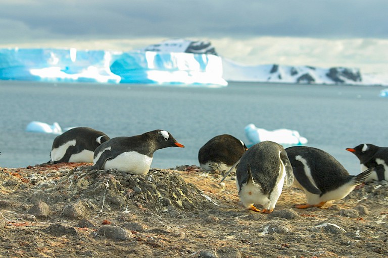 Ezelspinguïns op het nest (Antarctisch Schiereiland).