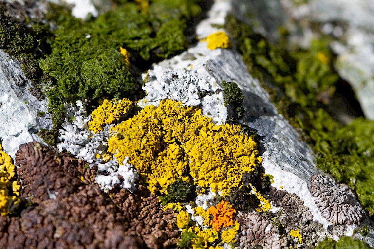 Korstmossen op Cuverville (Antarctisch Schiereiland).