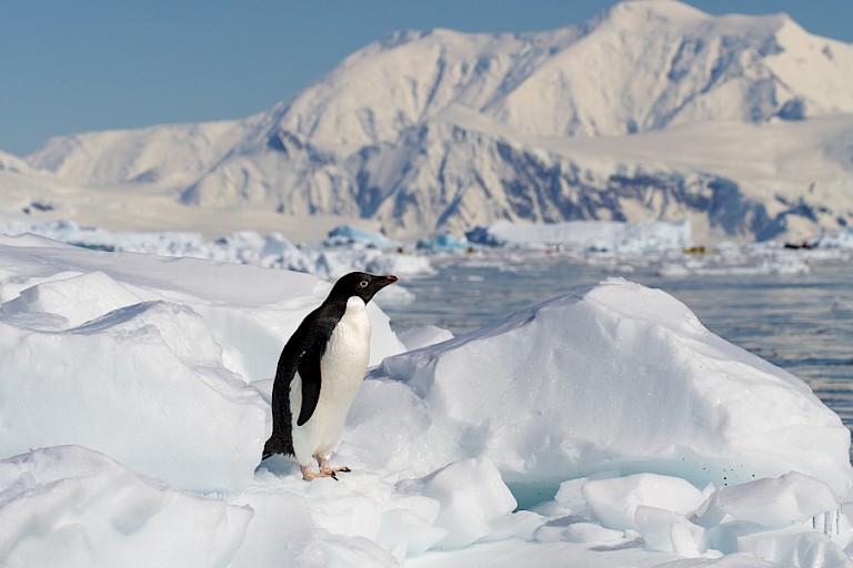 Eenzame Adéliepinguïn op het ijs in Wilhelmina Bay.