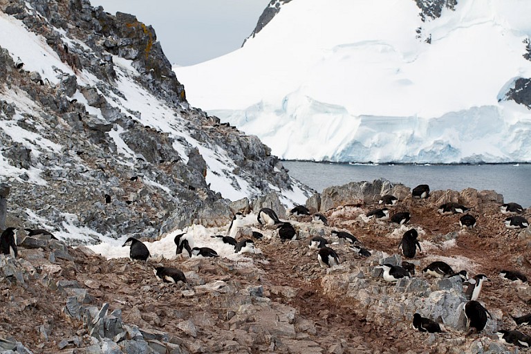 Kinbandpinguïnkolonie.