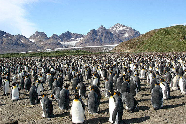 Koningspinguïnkolonie St. Andrews Bay (South Georgia).