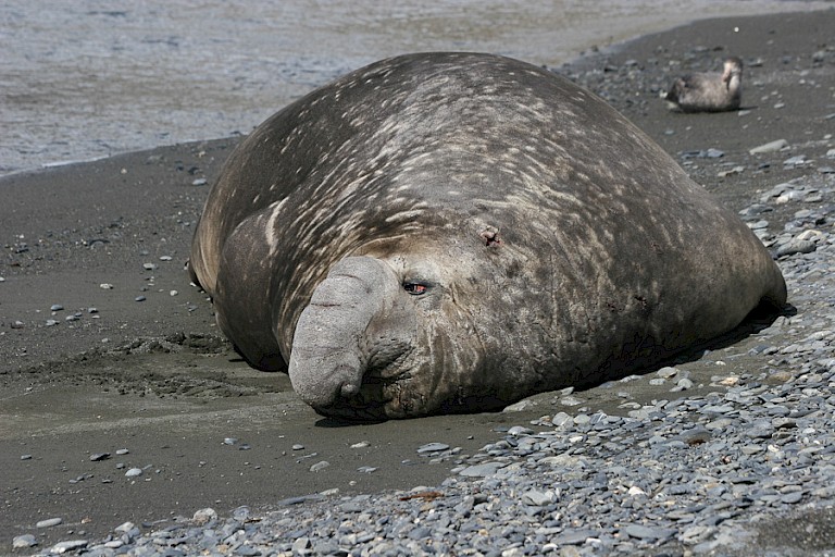 Zuidelijke zeeolifant (South Georgia).