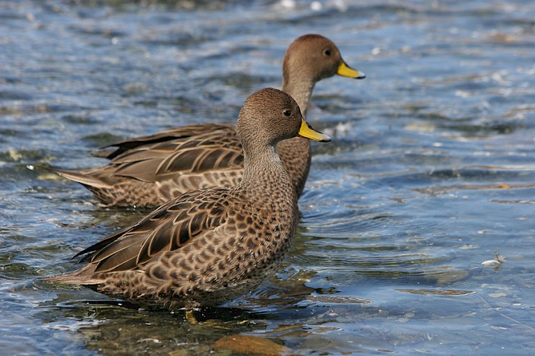 South Georgia pijlstaarteenden.
