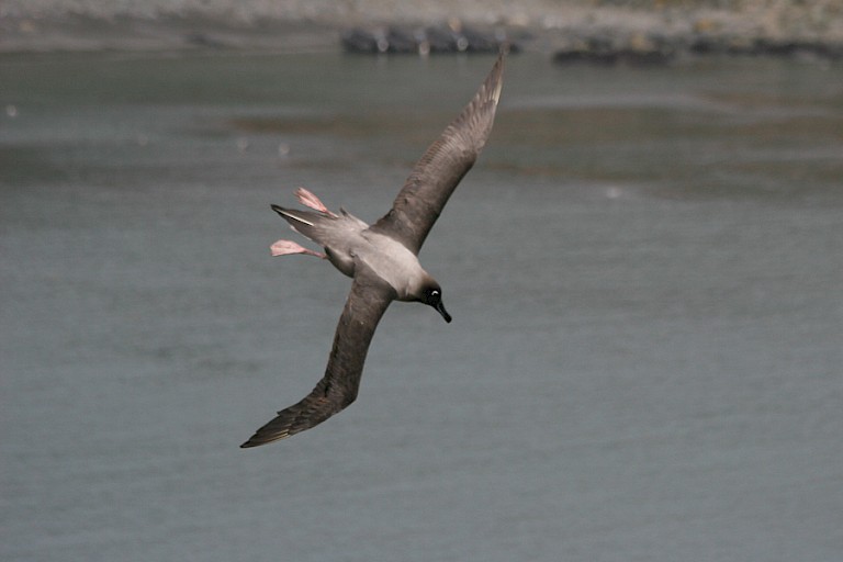 Roetkopalbatros bij Elsehul (South Georgia).