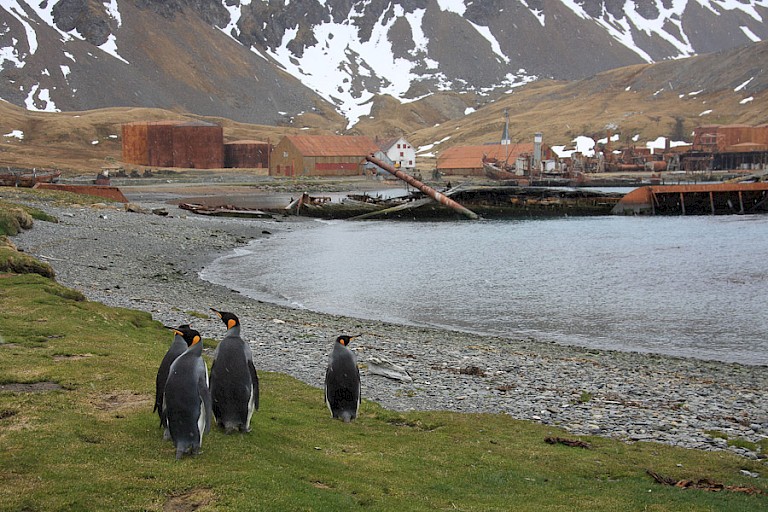Koningspinguïns met Grytviken op de achtergrond (South Georgia).
