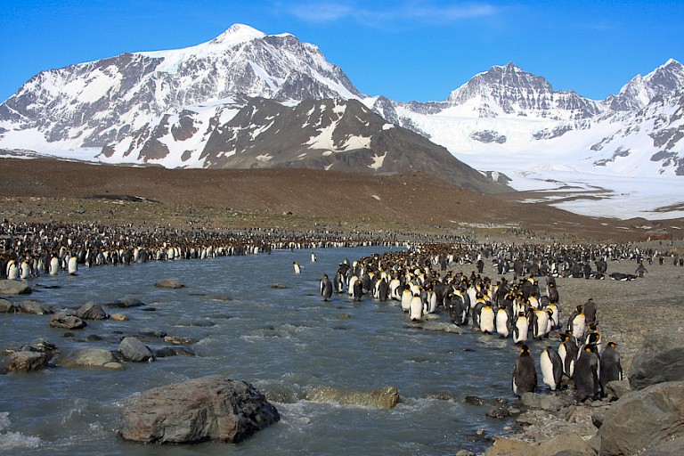Koningspinguïnkolonie St. Andrews Bay (South Georgia).