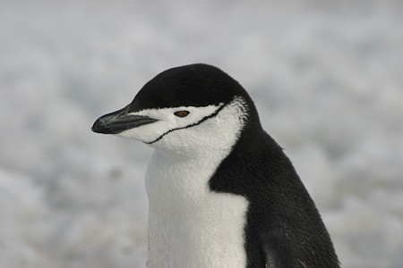 Kinbandpinguïn op Half Moon.