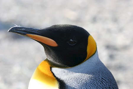 Koningspinguïn op St. Andrews Bay.