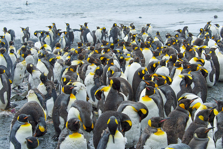 Koningspinguïnkolonie op Macquarie (Australië).