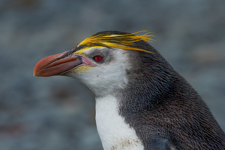 Schlegelspinguïn inheems op Macquarie (Australië).