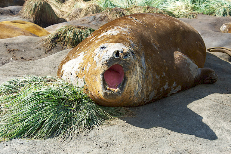 Zeeolifant op Macquarie, het Australische subantarctische eiland.