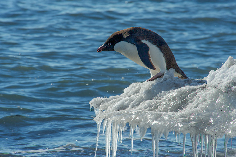 Adéliepinguïn klaar om te duiken. Rosszee Antarctica.