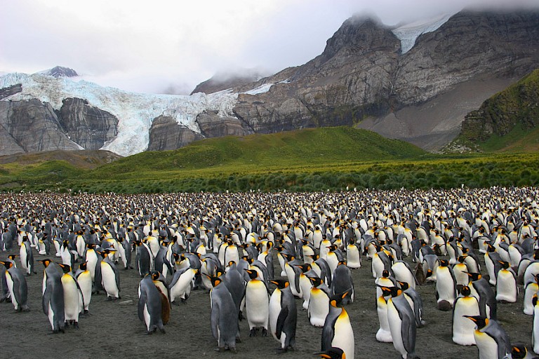 Koningspinguïnkolonie op Gold Harbour.
