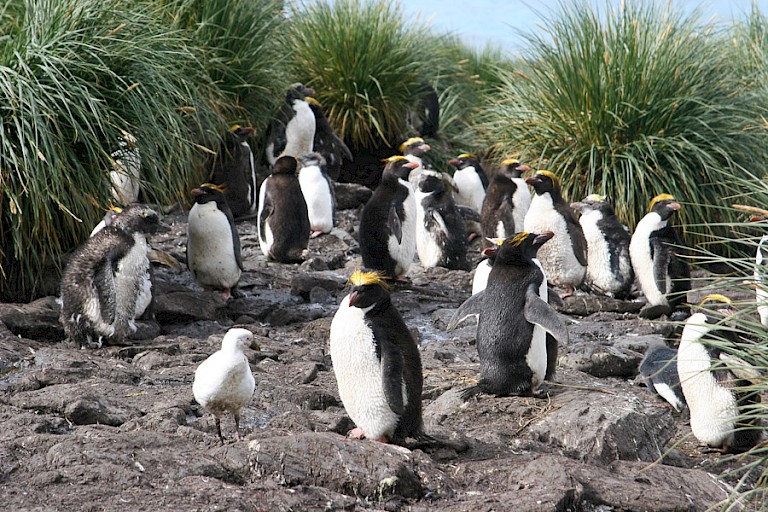 Rotspinguïns met Zuidpoolkip.