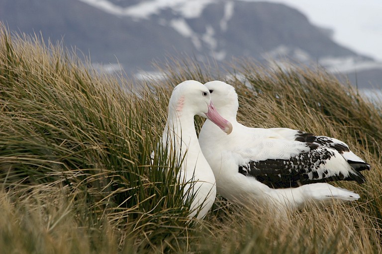 Paartje Reuzenalbatrossen op South Georgia.