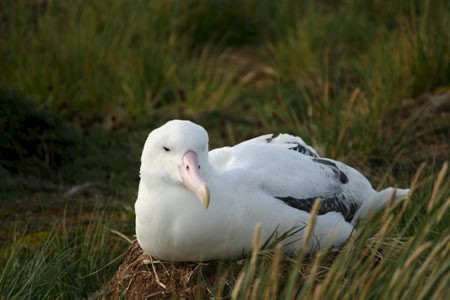 Koningsalbatros op South Georgia. Zeilen van Ushuaia naar Kaapstad met de bark Europa.