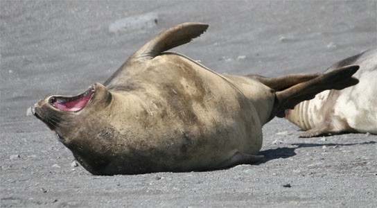 Zeeolifant op de South Shetlandeilanden. Zeilen van Ushuaia naar Kaapstad met de bark Europa.