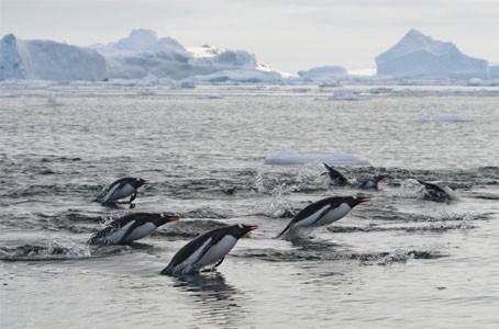 Ezelspinguïns bij Antarcica. Zeilen van Ushuaia naar Kaapstad met de bark Europa.
