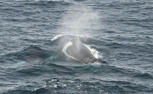 Opduikende Bultrug bij Antarctica. Zeilen van Ushuaia naar Kaapstad met de bark Europa.