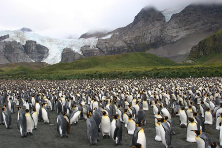 Duizenden Koningspinguïns op South Georgia. Zeilen van Ushuaia naar Kaapstad met de bark Europa.