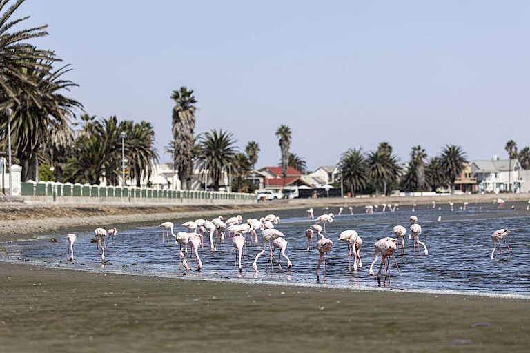 Walvisbaai (Namibië)