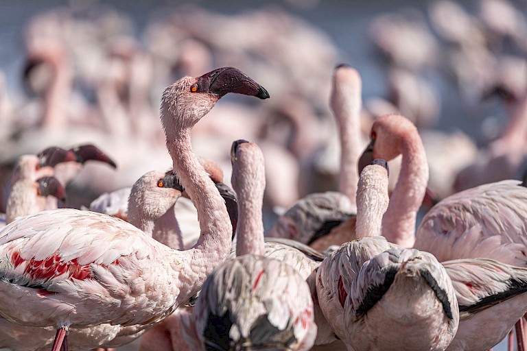 Dwergflamingo's (Phoeniconaias minor) bij Walvisbaai.
