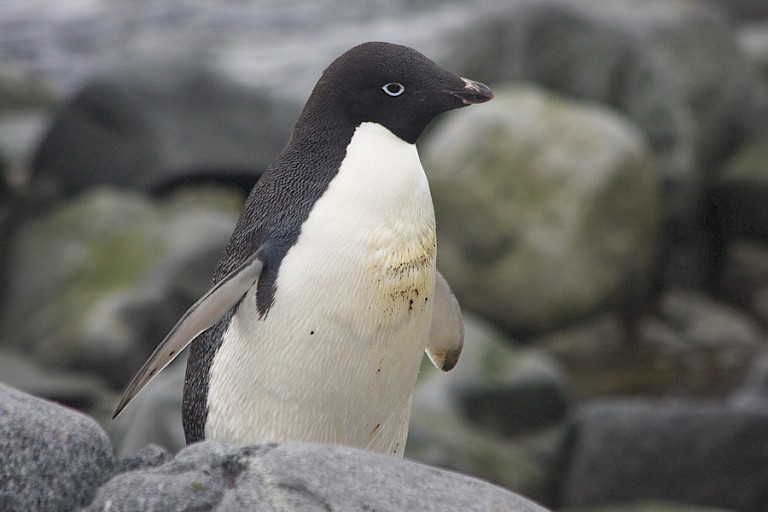 Adéliepinguin.