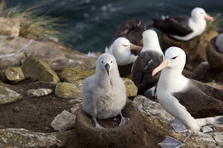 Wenkbrauwalbatros met kuiken. Eilandhoppen Falklandeilanden.