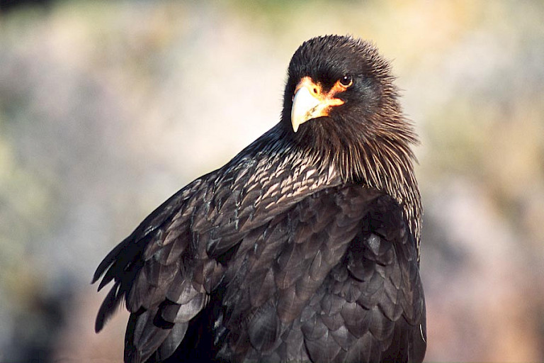 Falkland caracara
