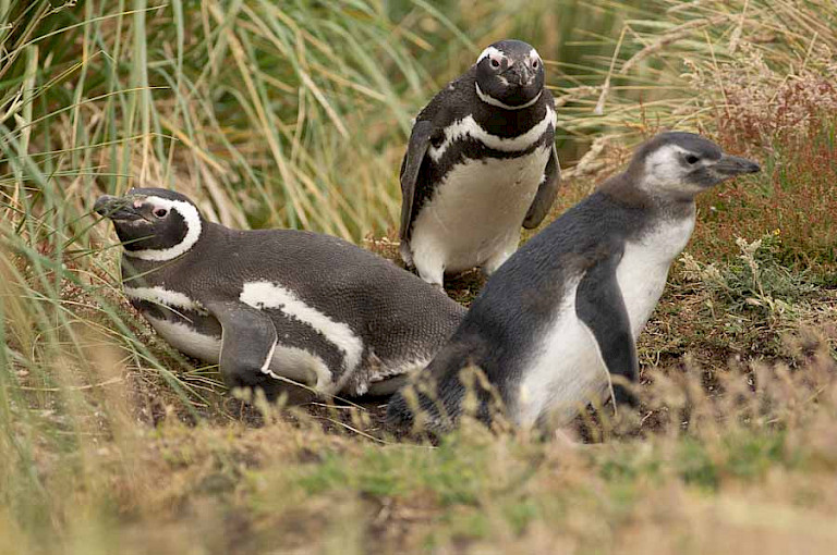 Magelhaenpinguïn in het Boendergras.