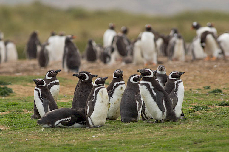 Magelhaenpinguïns.