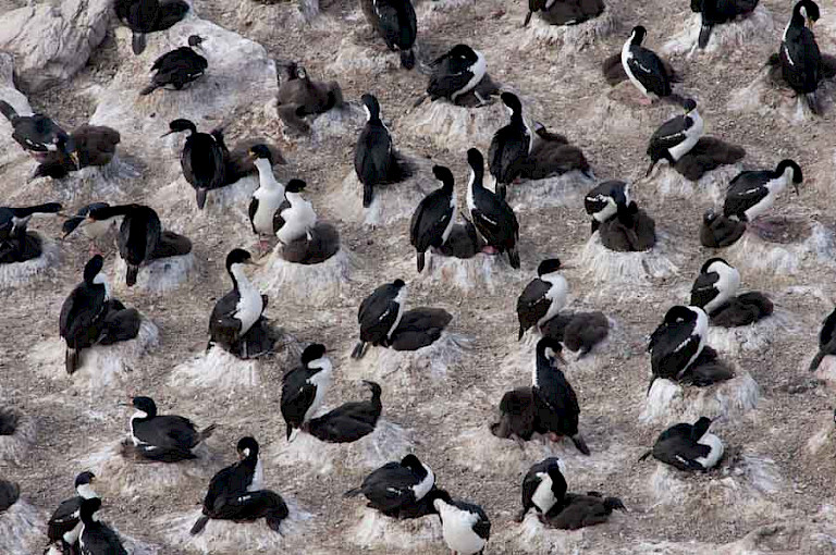 Falklandaalscholvers op het nest.