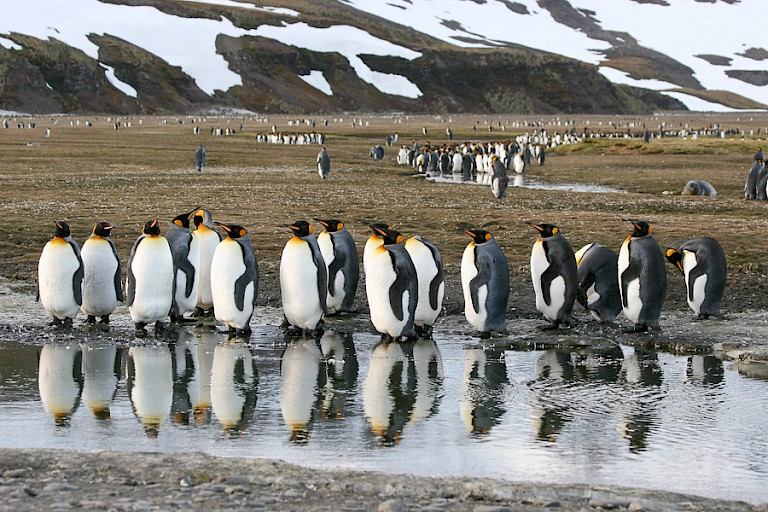 Koningspinguïns op Salisbury Plain.