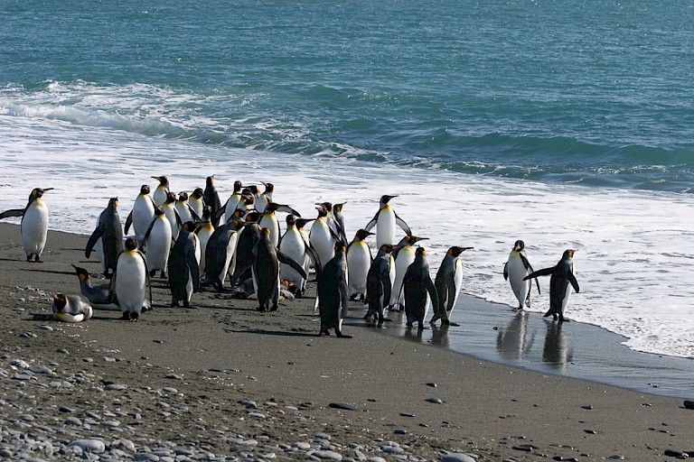 Koningspinguïns klaar om de zee in te gaan Salisbury Plain.