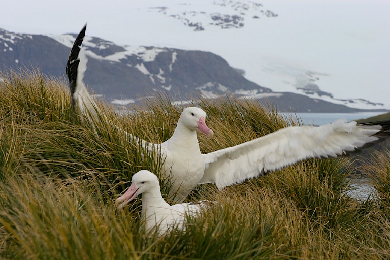 Paar Reuzenalbatrossen op Prion.