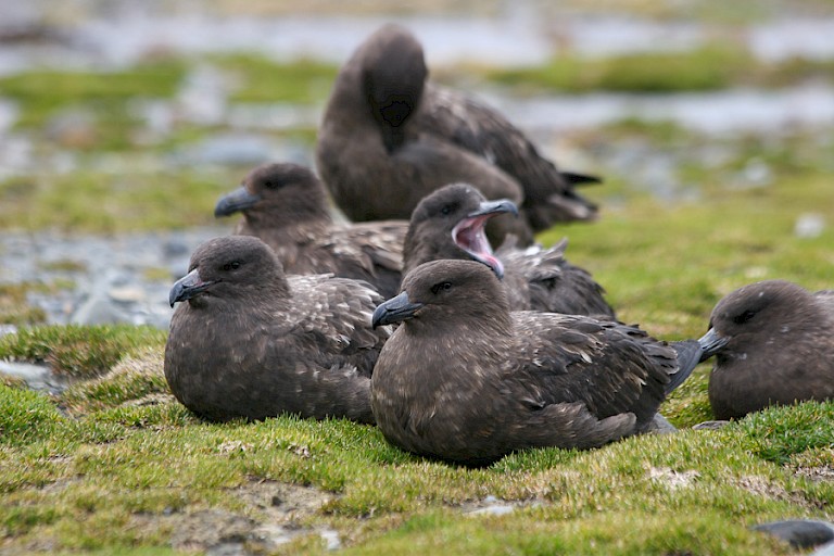 Subantarctische jagers bij Stromness.
