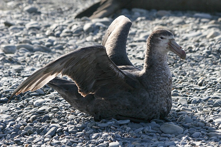 Zuidelijke reuzenstormvogel op het strand van St. Andrews Bay.