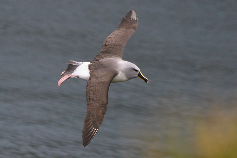 Grijskopalbatros bij Elsehul.