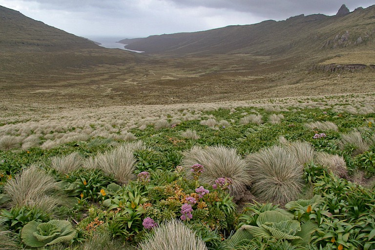 Campbell (Nieuw-Zeeland).