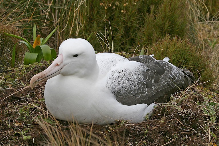 De Koningsalbatros (Diomedea epomophora) is een van de grootste albatrossen. Campbell