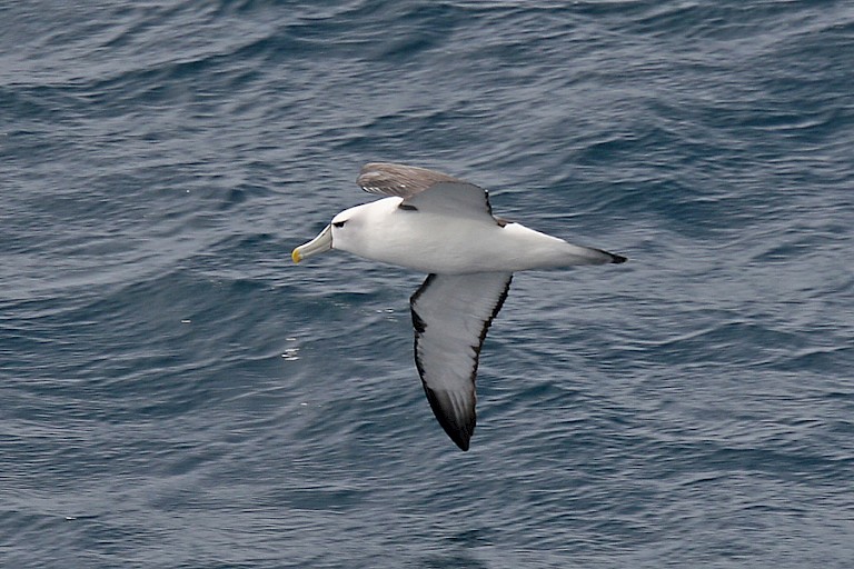 Onderweg zullen veel zeevogels te zien zijn zoals deze Salvinsalbatros (Thalassarche salvini).