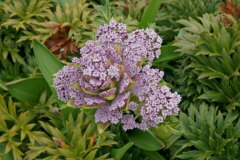Op Campbell groeien megakruiden zoals deze Anistome latifolia.