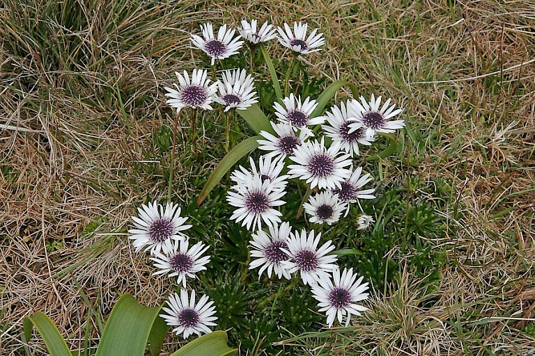 Reuzenmargrieten op Campbell.