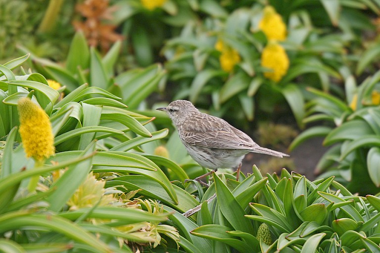 Deze Australische pieper (Anthus novaeseelandiae) is een van de kleinere vogels op Campbell.