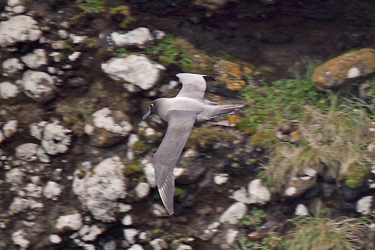 Roetkopalbatros (Phoebetria palpebrata) bij Campbell (Nieuw-Zeeland).