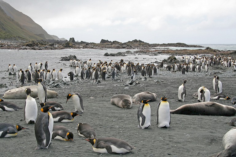 Koningspinguïns (Aptenodytes patagonicus) op het strand van Macquarie (Australië).